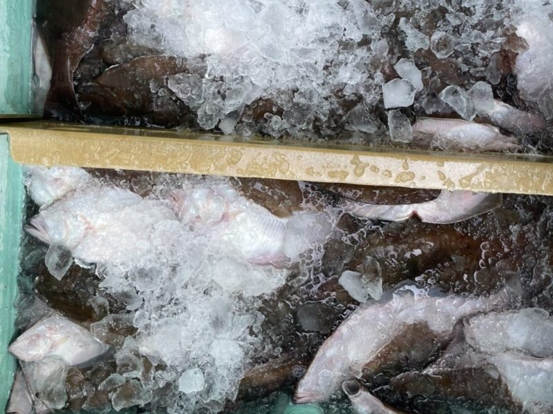 高浜漁港で捕れた牡蠣・海産物・魚介類の直販サイト|加藤水産(日昇丸)