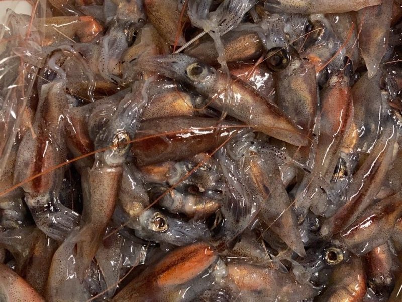 高浜漁港で捕れた牡蠣・海産物・魚介類の直販サイト|加藤水産(日昇丸)