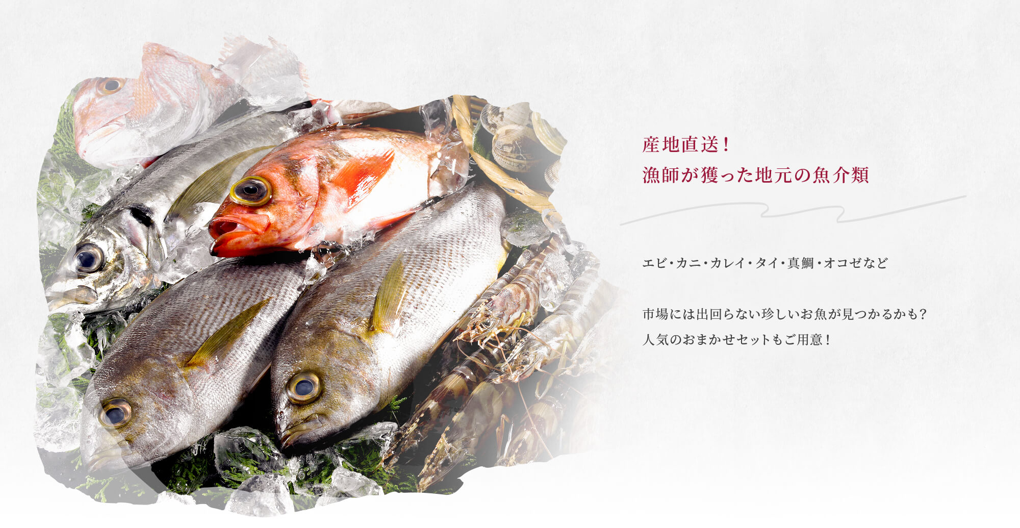 産地直送！漁師が獲った地元の魚介類 エビ・カニ・カレイ・タイ・真鯛・オコゼなど  市場には出回らない珍しいお魚が見つかるかも？ 人気のおまかせセットもご用意！